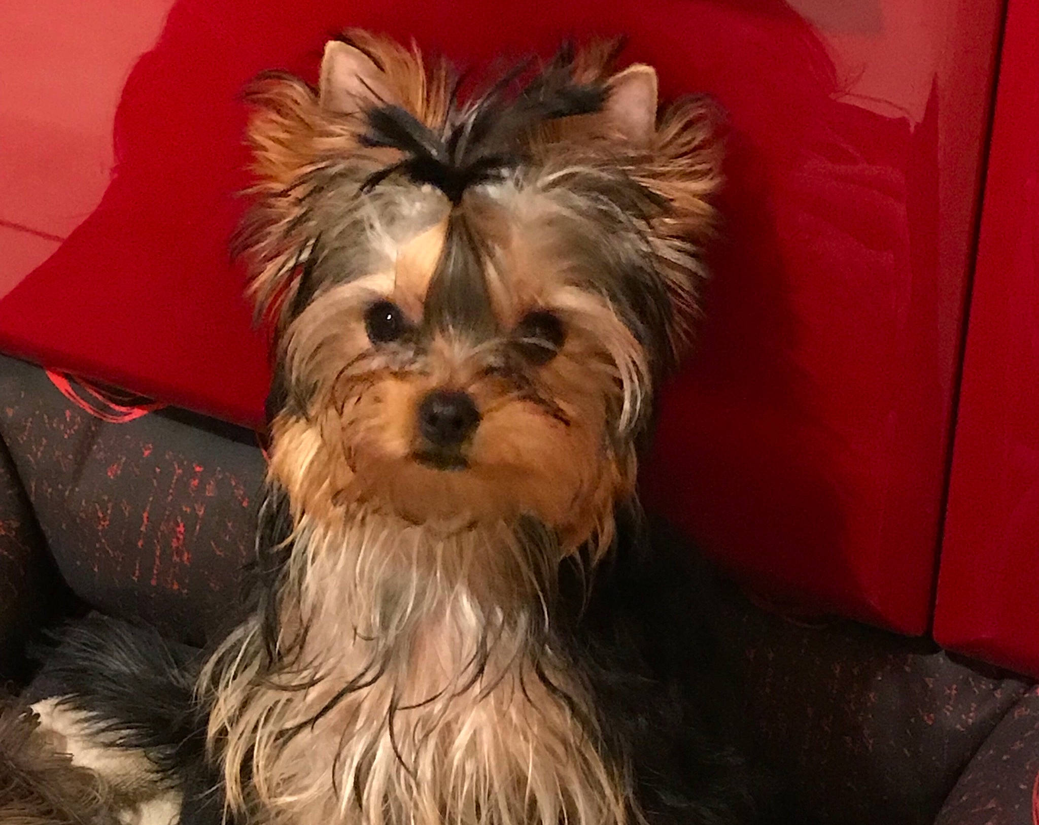 Osiris Top Model participe au concours pour gagner de l'argent avec cette photo : australian_silky_terrier, australian_terrier, biewer_terrier, canidae, carnivore, chinese_imperial_dog, companion_dog, dog, dog_breed, glen_of_imaal_terrier, mammal, morkie, puppy, rare_breed_dog, small_terrier, snout, terrier, toy_dog, vertebrate, yorkshire_terrier