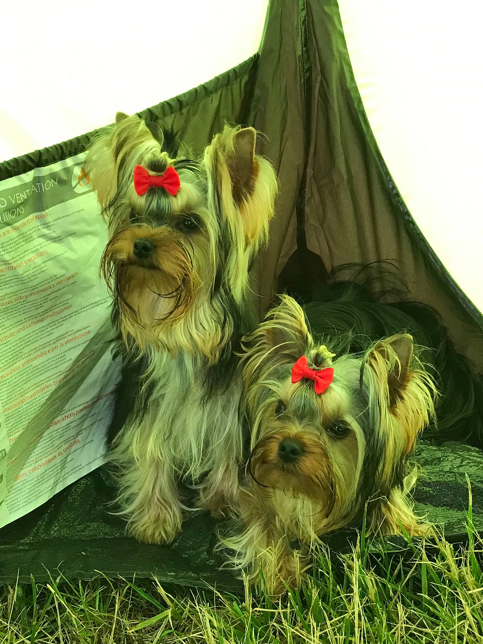 Osiris Top Model participe au concours pour gagner de l'argent avec cette photo : australian_silky_terrier, biewer_terrier, canidae, carnivore, chinese_imperial_dog, dog, dog_breed, glen_of_imaal_terrier, grass, mammal, norwich_terrier, rare_breed_dog, shih_tzu, skye_terrier, small_terrier, sporting_group, terrier, toy_dog, vertebrate, yorkshire_terrier