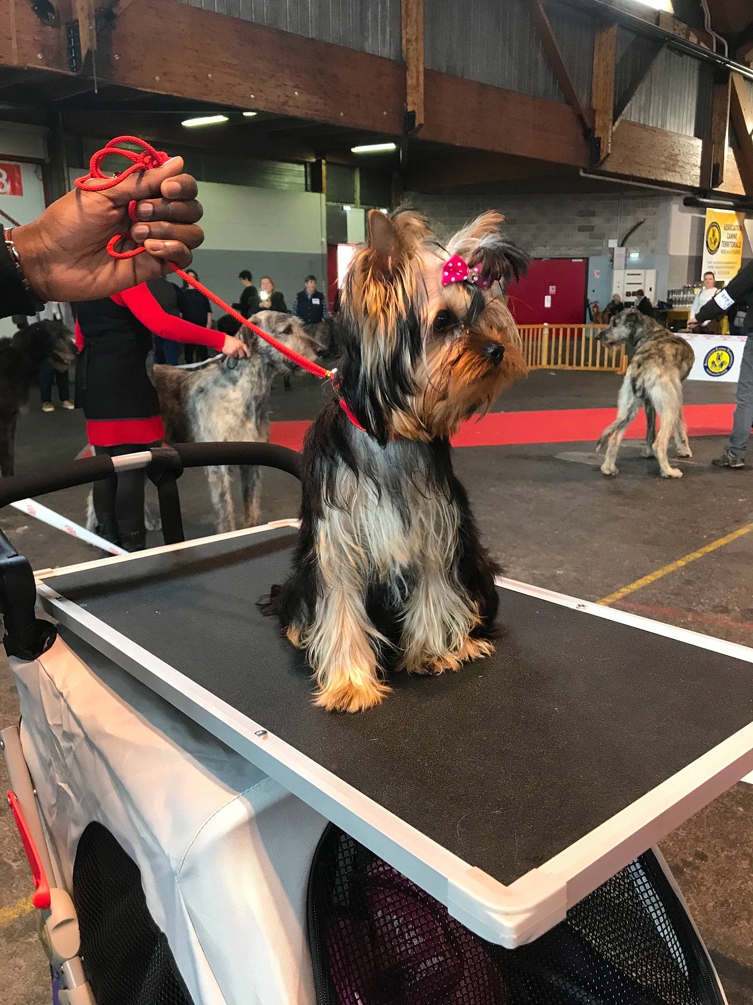 Osiris Top Model a rejoint le concours — aidez-le/la à gagner de superbes lots ! australian_silky_terrier, canidae, carnivore, companion_dog, conformation_show, dog, dog_breed, mammal, small_terrier, sporting_group, terrier, yorkshire_terrier