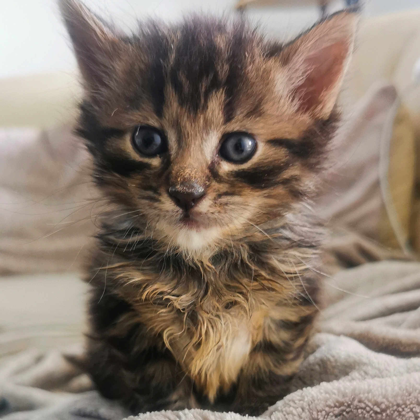 Stricky a rejoint le concours — aidez-le/la à gagner de superbes lots ! adorable, animal, blanket, cat, cute, domestic, eyes, fur, furry, indoor, kitten, mammal, pet, portrait, resting, small, soft, tabby, whiskers, young