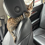 Willow Jane is registered to the contest to win money with this photo: animal, backseat, car_seat, cat, curious, daylight, domestic_animal, feline, headrest, indoor, leather, looking, pet, seatbelt, striped, tabby, tail, transport, vehicle_interior, window