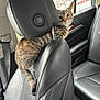 animal, backseat, car_seat, cat, curious, daylight, domestic_animal, feline, headrest, indoor, leather, looking, pet, seatbelt, striped, tabby, tail, transport, vehicle_interior, window
