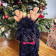 Marcel participe au concours pour gagner de l'argent avec cette photo : dog, black_dog, curly_fur, reindeer_ears, red_bow_tie, christmas_tree, ornaments, holiday_decor, festive, wooden_floor, indoor, cute, pet, christmas, seasonal, decoration, holiday, animal, christmas_gift, wrapped_present
