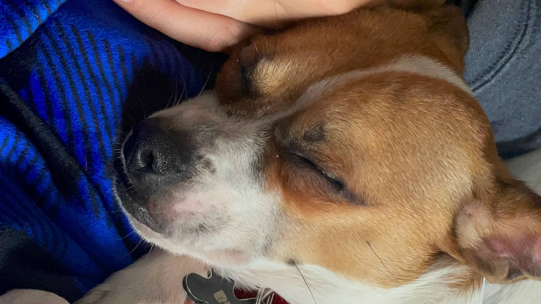 Bebop is registered to the contest to win money with this photo: beaglier, canidae, carnivore, collar, comfort, companion_dog, dog, dog_breed, fawn, fur, giant_dog_breed, nap, non_sporting_group, paw, puppy_love, scent_hound, sporting_group, whiskers, working_animal, working_dog