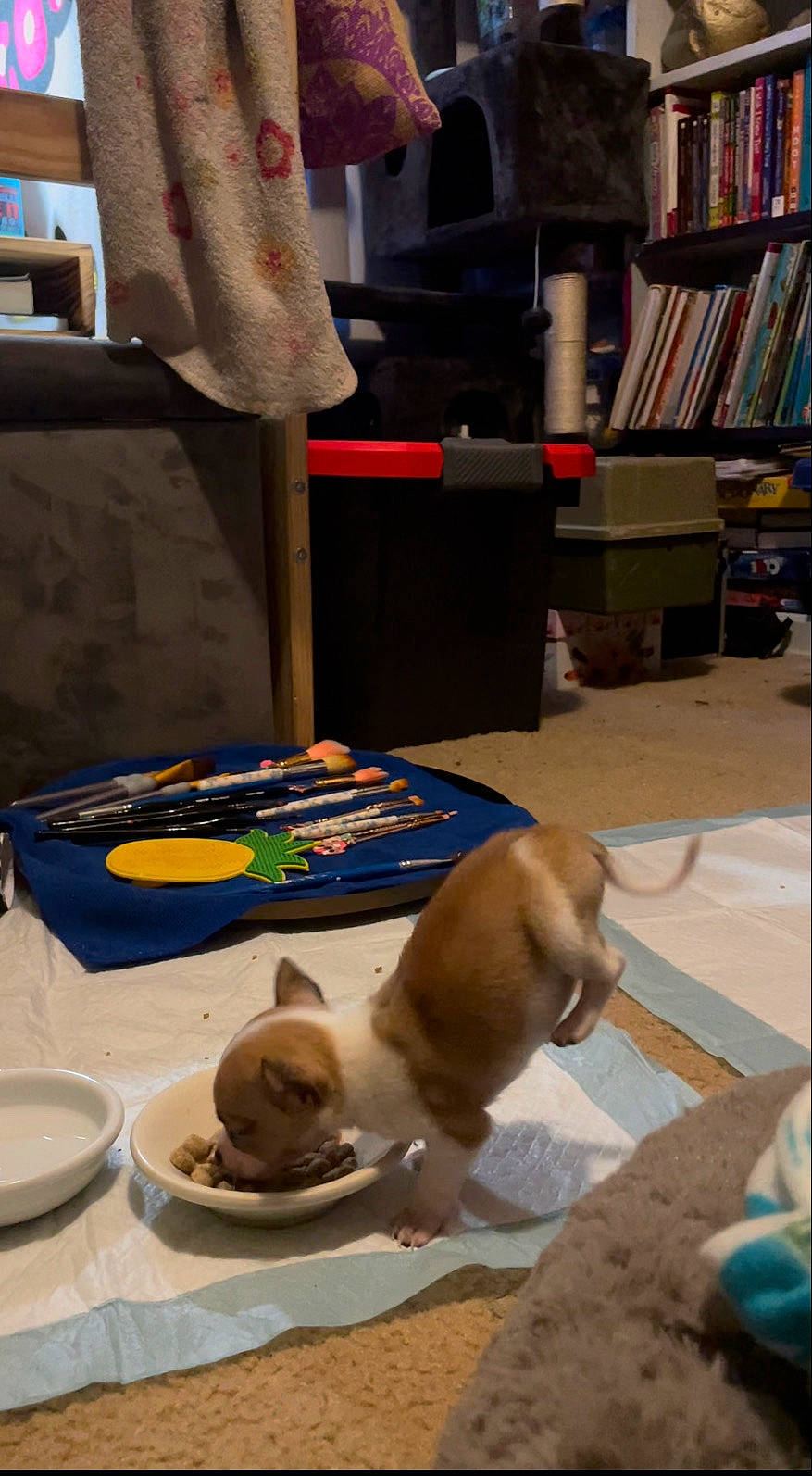 Bebop is registered to the contest to win money with this photo: bookcase, carnivore, cat, chair, companion_dog, dog, dog_breed, fawn, felidae, flooring, plate, shelf, shelving, small_to_medium_sized_cats, sporting_group, table, tableware, tail, whiskers, wood