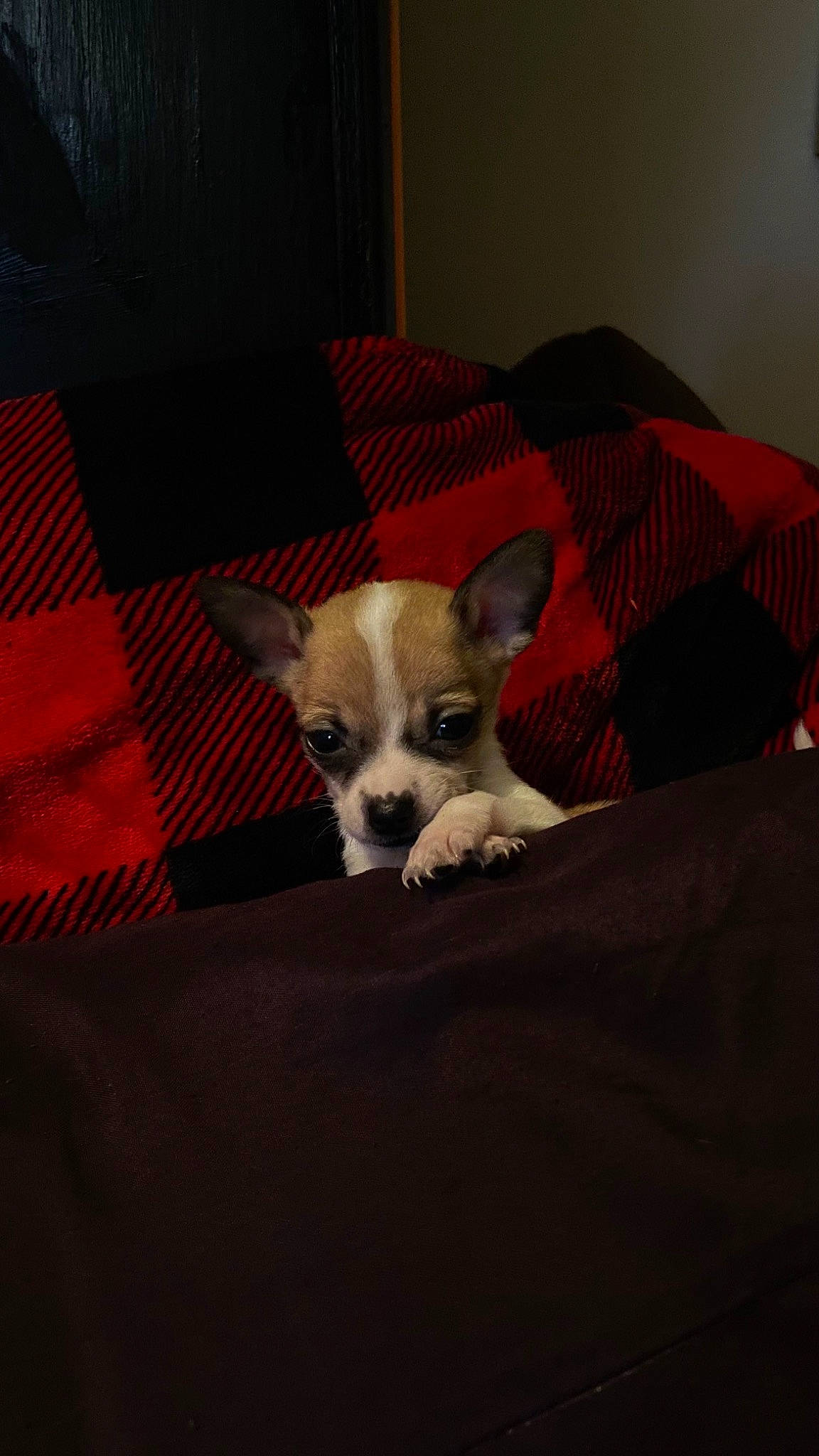 Bebop joined the competition — help win amazing prizes! bed, bedding, carnivore, chihuahua, comfort, companion_dog, couch, dog, dog_breed, dog_supply, fawn, flooring, furniture, grey, linens, room, snout, toy_dog, whiskers, working_animal
