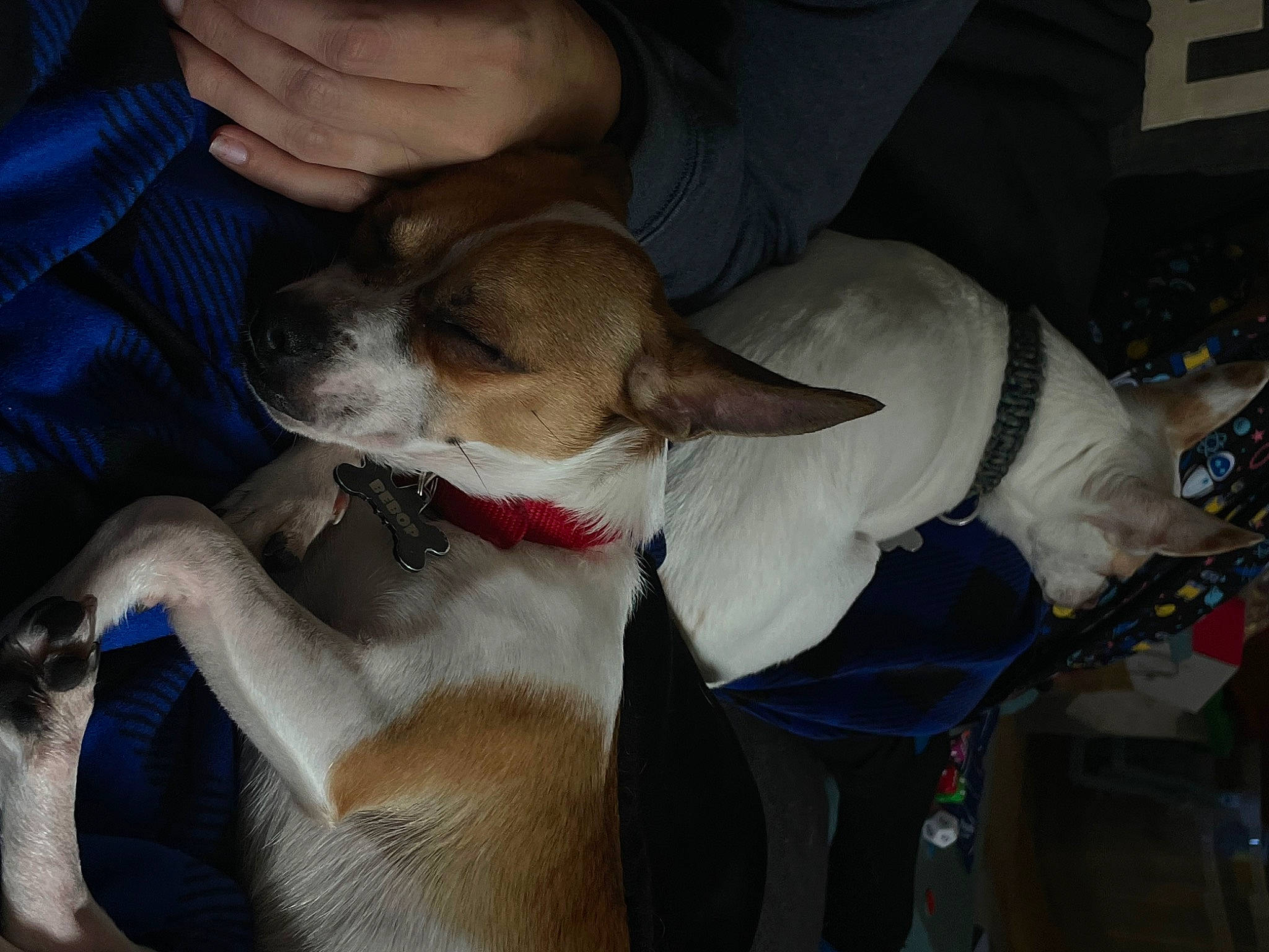 Bebop is registered to the contest to win money with this photo: basenji, canidae, carnivore, collar, comfort, companion_dog, dog, dog_breed, dog_collar, fawn, hound, non_sporting_group, polish_greyhound, sighthound, snout, sporting_group, working_animal