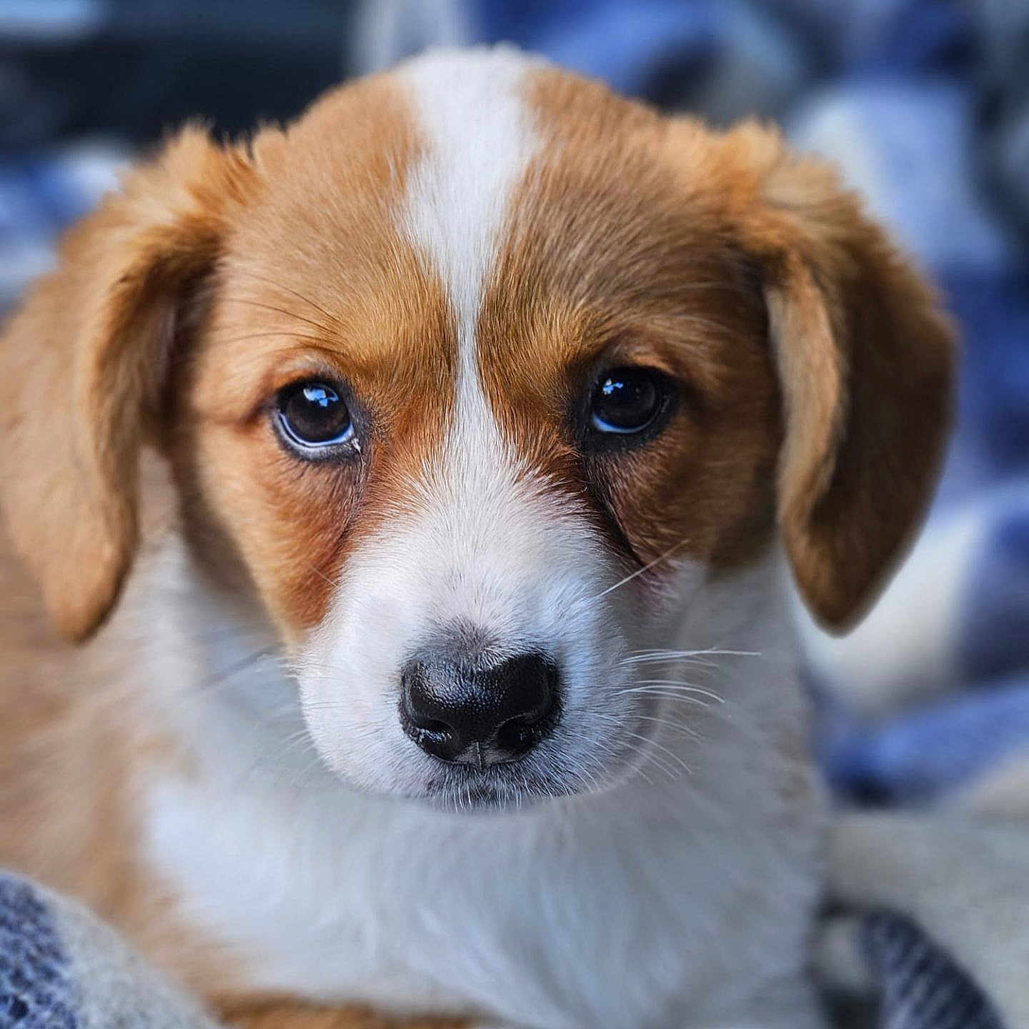 Andie a rejoint le concours — aidez-le/la à gagner de superbes lots ! animal, blanket, brown_and_white, close_up, cozy, cute, dog, ears, eyes, face, fur, indoors, nose, pet, portrait, puppy, resting, soft, whiskers, young