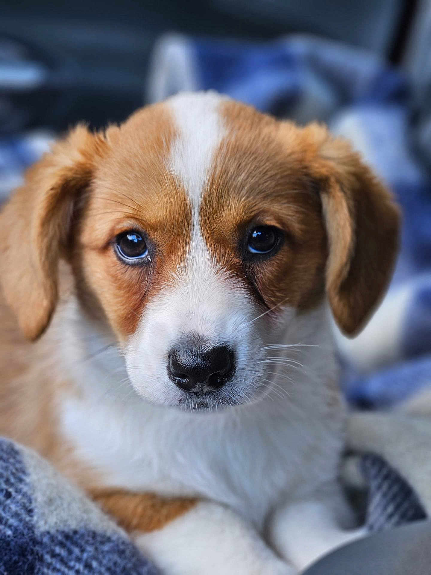 Andie a rejoint le concours — aidez-le/la à gagner de superbes lots ! animal, blanket, brown_and_white, close_up, cozy, cute, dog, ears, eyes, face, fur, indoors, nose, pet, portrait, puppy, resting, soft, whiskers, young