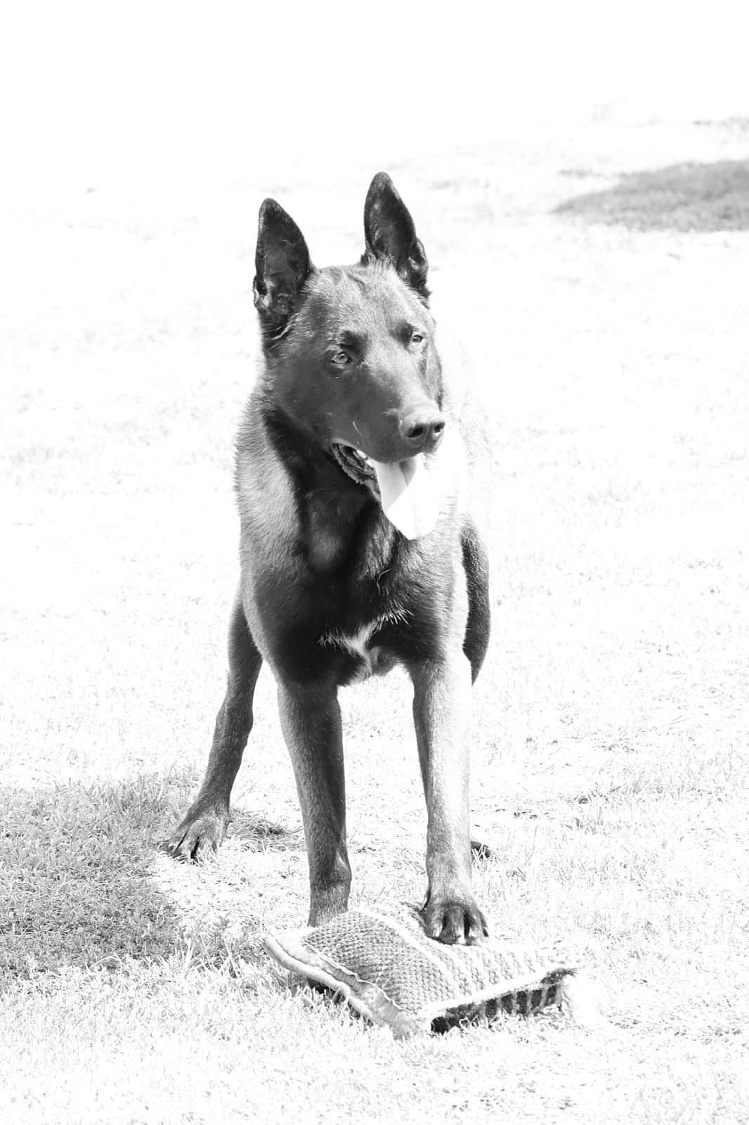 Pick-up participe au concours pour gagner de l'argent avec cette photo : black_and_white, canidae, carnivore, companion_dog, dog, dog_breed, fawn, foot, grass, monochrome, monochrome_photography, non_sporting_group, paw, snout, sporting_group, style, tail, terrestrial_animal, working_animal, working_dog