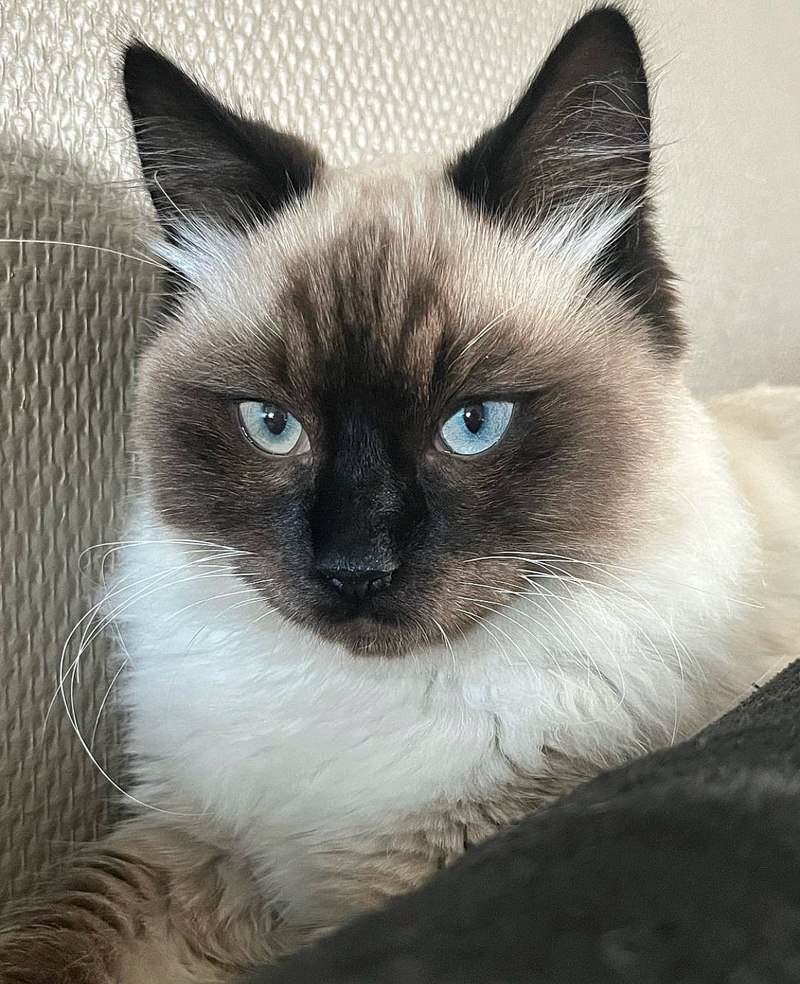 Sox participe au concours pour gagner de l'argent avec cette photo : balinese, birman, carnivore, cat, close_up, domestic_short_haired_cat, fawn, felidae, fur, iris, siamese, small_to_medium_sized_cats, snout, terrestrial_animal, thai, whiskers