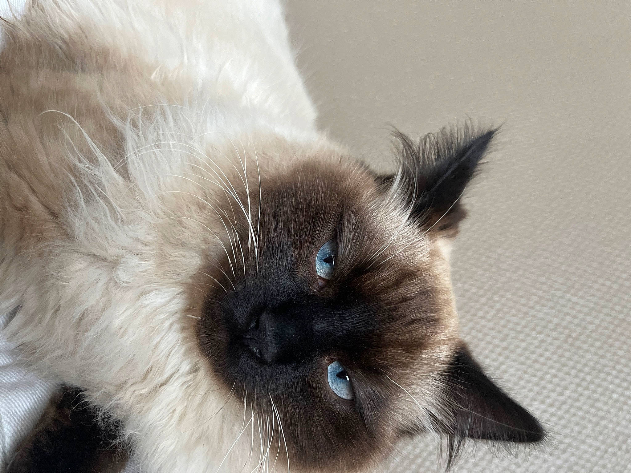 Sox a rejoint le concours — aidez-le/la à gagner de superbes lots ! birman, carnivore, cat, fawn, felidae, fur, ragdoll, siamese, small_to_medium_sized_cats, terrestrial_animal, tonkinese, whiskers