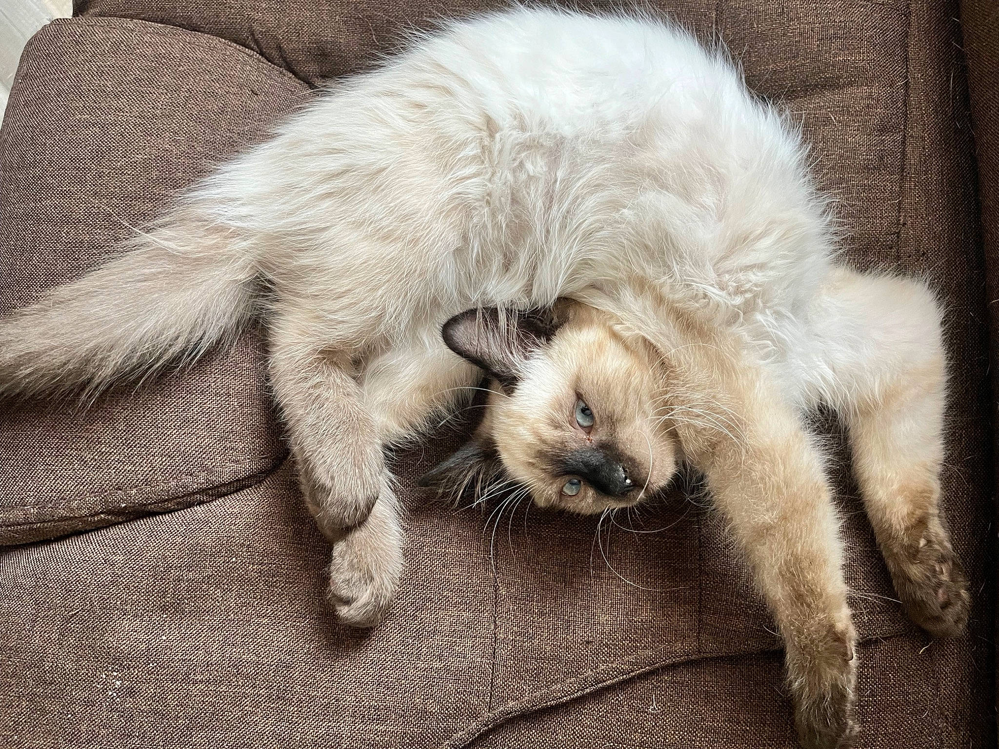 Sox participe au concours pour gagner de l'argent avec cette photo : art, canidae, carnivore, claw, comfort, companion_dog, dog, dog_breed, fawn, felidae, flooring, fur, paw, small_to_medium_sized_cats, snout, sporting_group, tail, terrestrial_animal, whiskers, working_animal