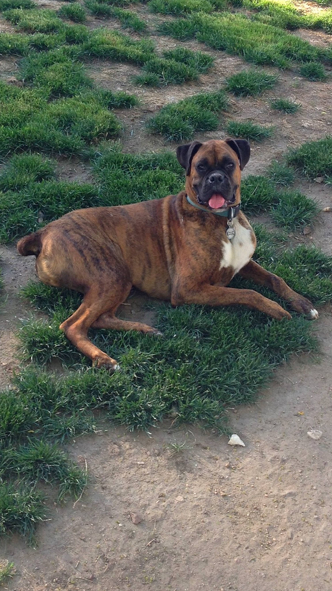 Kato joined the competition — help win amazing prizes! alano_espanol, alaunt, boerboel, boxer, bullmastiff, canidae, carnivore, cimarron_uruguayo, dog, dog_breed, fawn, mammal, perro_de_presa_canario, perro_de_presa_mallorquin, vertebrate