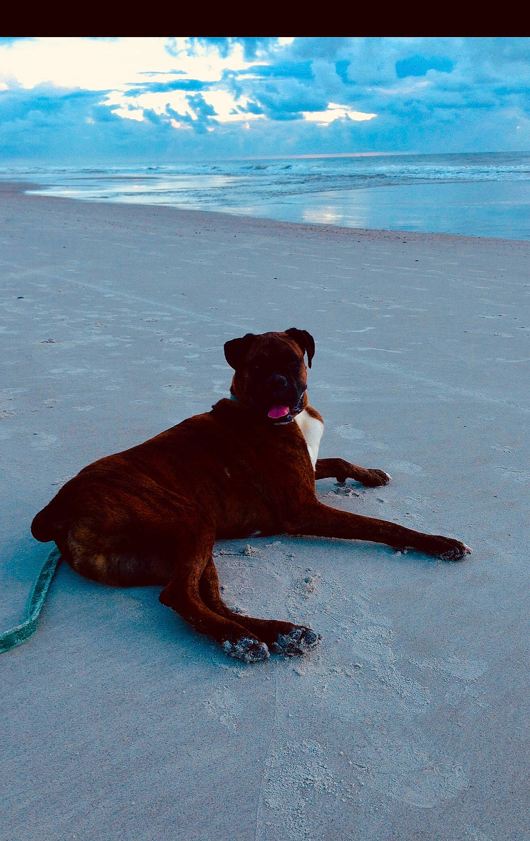 Kato is registered to the contest to win money with this photo: canidae, carnivore, dog, dog_breed, sporting_group, vacation