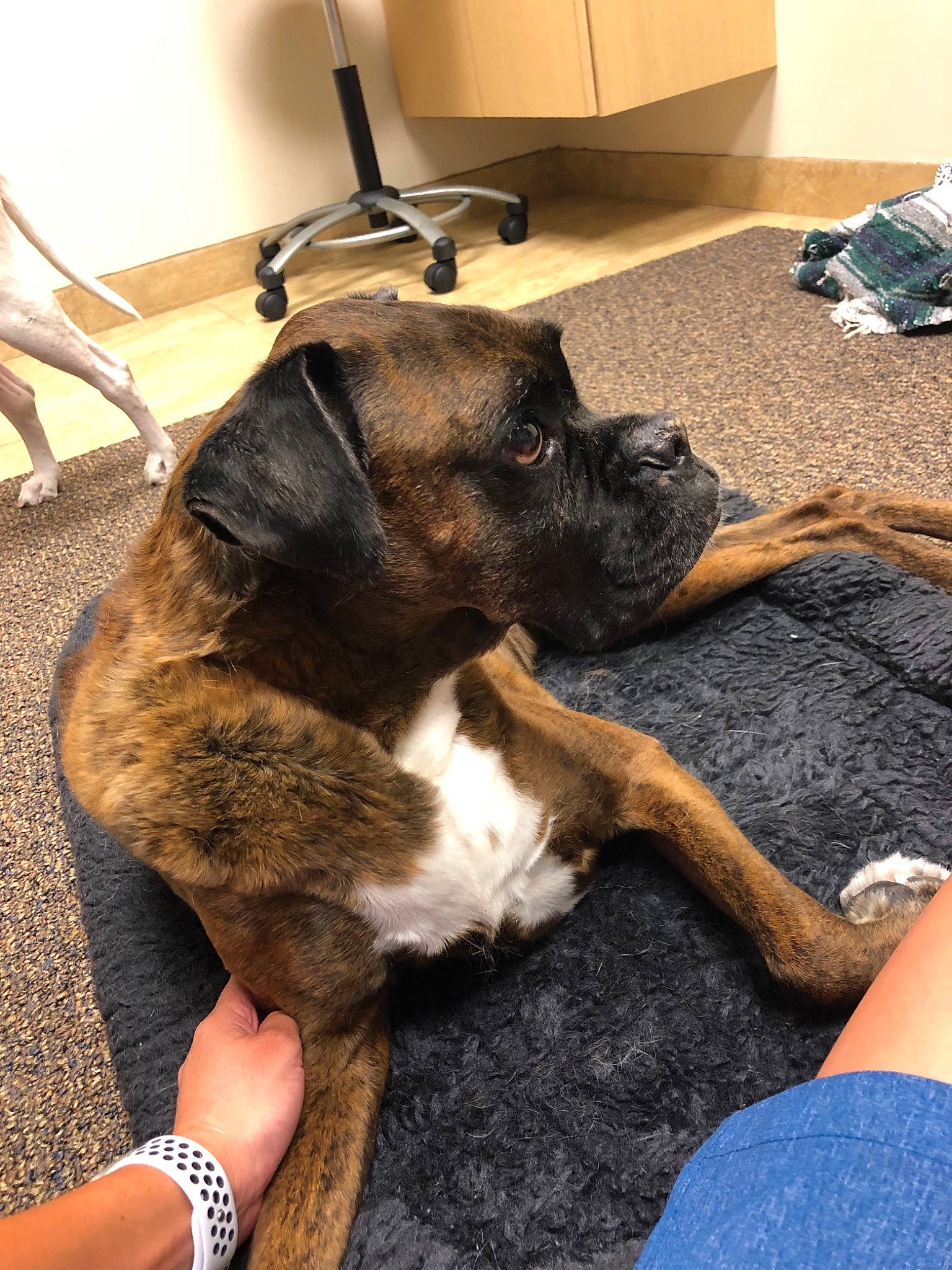 Kato joined the competition — help win amazing prizes! alano_espanol, american_pit_bull_terrier, boxer, bullmastiff, canidae, carnivore, companion_dog, dog, dog_breed, dog_collar, fawn, guard_dog, mammal, snout, sporting_group