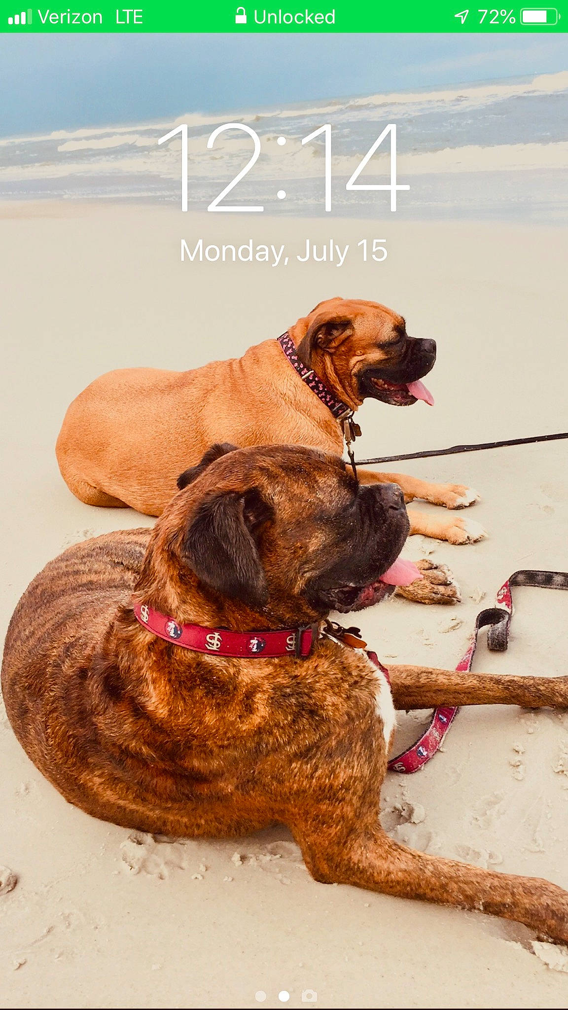 Kato joined the competition — help win amazing prizes! alano_espanol, american_mastiff, boerboel, boxer, bullmastiff, canidae, carnivore, dog, dog_breed, dog_collar, english_mastiff, fawn, fila_brasileiro, mammal, molosser, perro_de_presa_canario, perro_de_presa_mallorquin, rare_breed_dog, vertebrate, working_dog