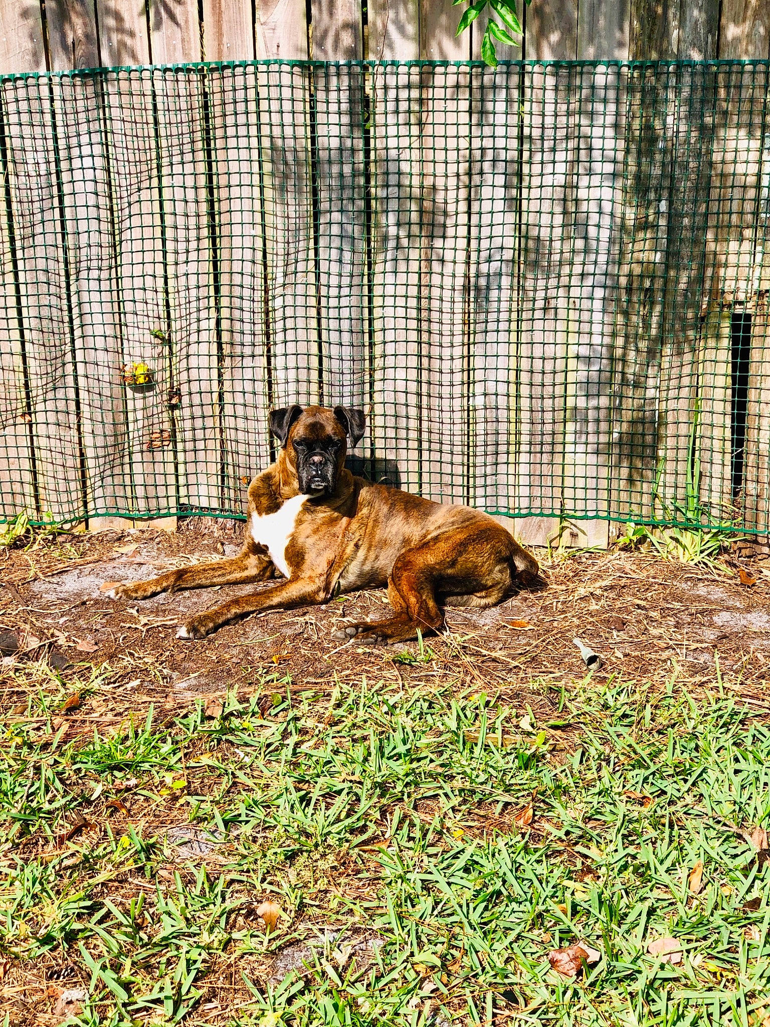 Kato is registered to the contest to win money with this photo: animal_shelter, canidae, carnivore, dog, dog_breed, grass, mammal, vertebrate