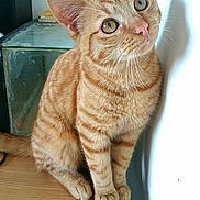 Garfield participe au concours pour gagner de l'argent avec cette photo :