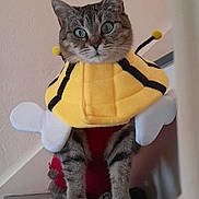 Soquette a rejoint le concours — aidez-le/la à gagner de superbes lots ! cat, tabby, costume, bee_costume, yellow, black_stripes, antennae, wings, pet, animal, indoor, shelf, curious, cute, feline, fur, whiskers, four_legs, domestic_cat, portrait