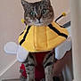 cat, tabby, costume, bee_costume, yellow, black_stripes, antennae, wings, pet, animal, indoor, shelf, curious, cute, feline, fur, whiskers, four_legs, domestic_cat, portrait
