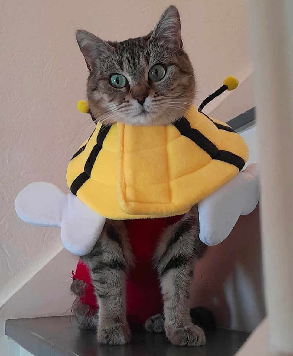 Soquette a rejoint le concours — aidez-le/la à gagner de superbes lots ! cat, tabby, costume, bee_costume, yellow, black_stripes, antennae, wings, pet, animal, indoor, shelf, curious, cute, feline, fur, whiskers, four_legs, domestic_cat, portrait