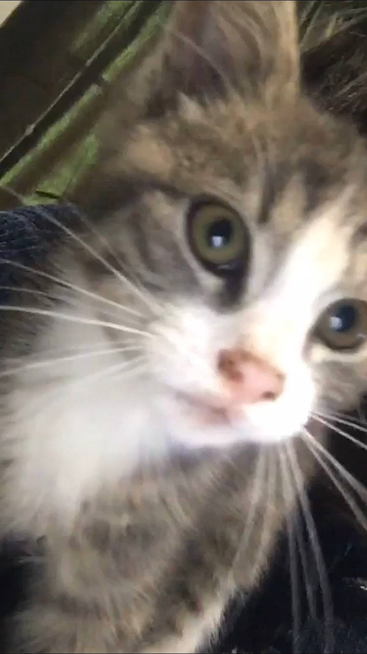 Chandler joined the competition — help win amazing prizes! asian_semi_longhair, carnivore, cat, close_up, domestic_long_haired_cat, domestic_short_haired_cat, felidae, fur, iris, organism, small_to_medium_sized_cats, snapshot, snout, terrestrial_animal, vertebrate, whiskers