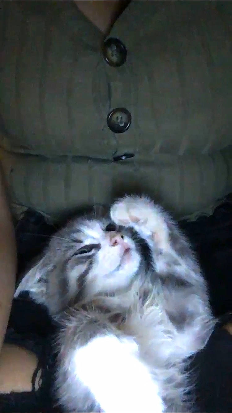 Chandler joined the competition — help win amazing prizes! button, carnivore, cat, facial_expression, felidae, fur, iris, organ, pocket, skin, small_to_medium_sized_cats, snout, vertebrate, whiskers