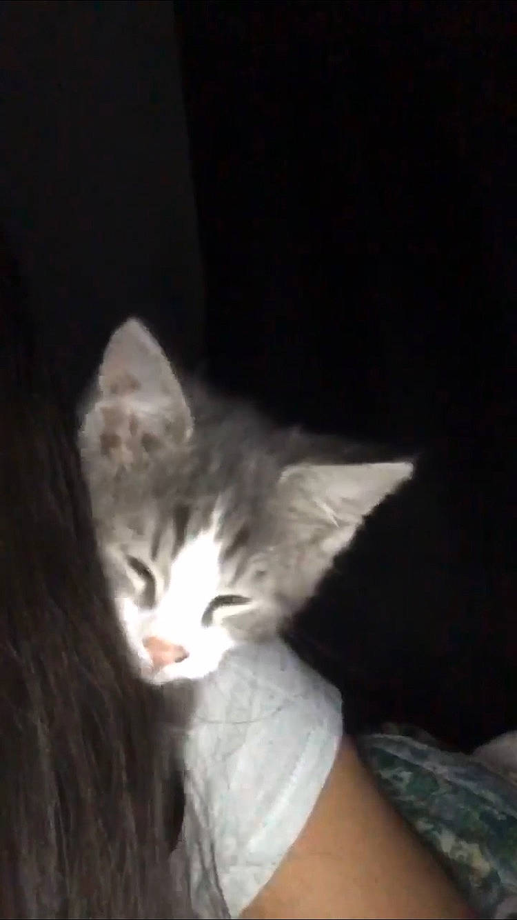 Chandler is registered to the contest to win money with this photo: black, carnivore, cat, darkness, domestic_short_haired_cat, felidae, fur, night, skin, small_to_medium_sized_cats, whiskers