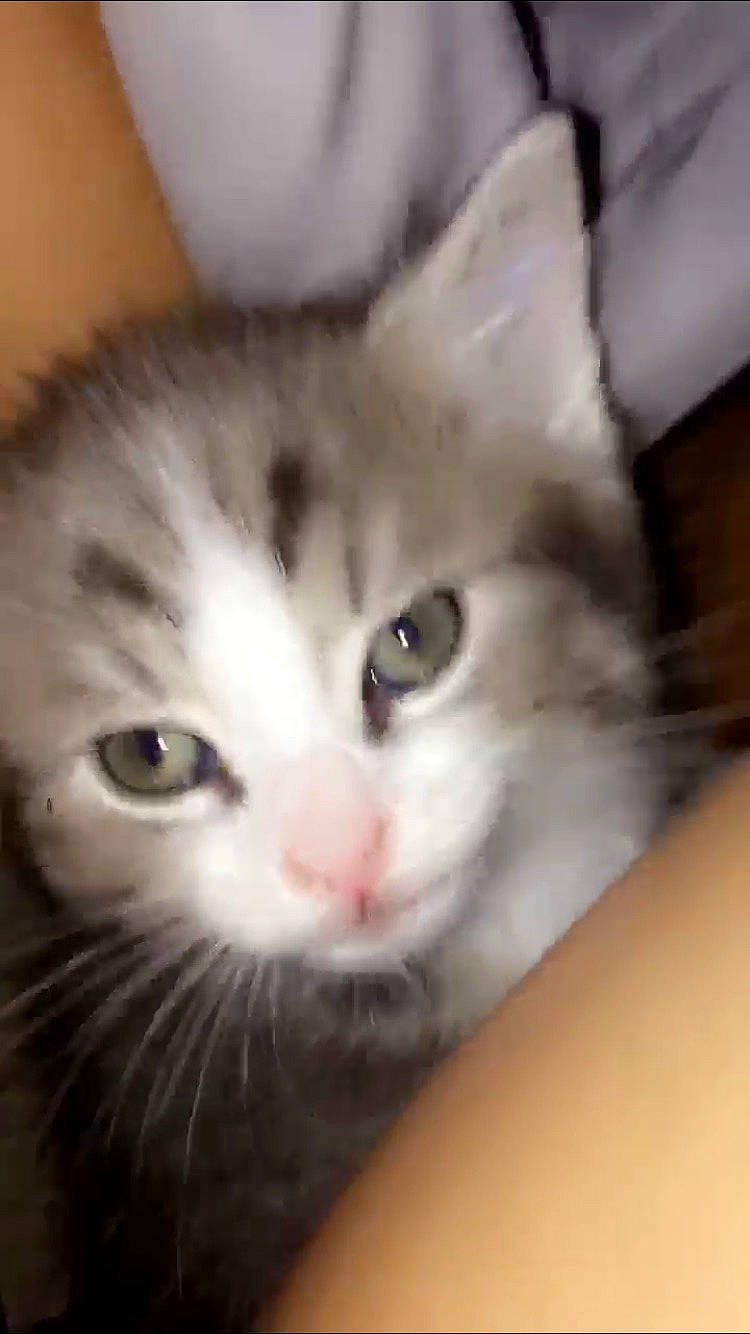 Chandler joined the competition — help win amazing prizes! carnivore, cat, domestic_short_haired_cat, felidae, fur, iris, skin, small_to_medium_sized_cats, snout, vertebrate, whiskers, white, yellow