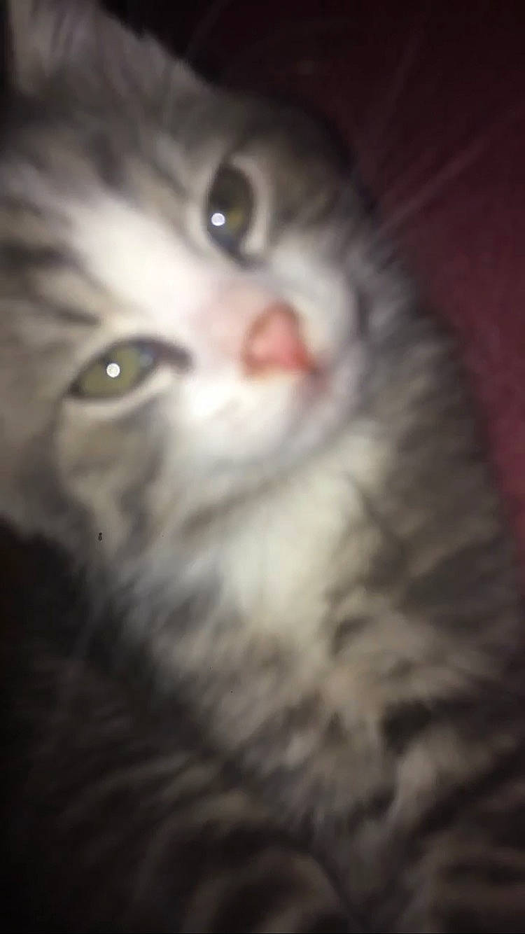 Chandler is registered to the contest to win money with this photo: carnivore, cat, domestic_long_haired_cat, domestic_short_haired_cat, felidae, fur, iris, organ, small_to_medium_sized_cats, snout, vertebrate, whiskers