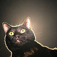 Binx Day joined the competition — help win amazing prizes! cat, black_cat, yellow_eyes, backlit, portrait, animal, pet, fur, whiskers, closeup, mystical, glowing_eyes, dark_background, domestic_cat, alert, cute, feline, no_humans, indoor, mammal