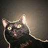 cat, black_cat, yellow_eyes, backlit, portrait, animal, pet, fur, whiskers, closeup, mystical, glowing_eyes, dark_background, domestic_cat, alert, cute, feline, no_humans, indoor, mammal