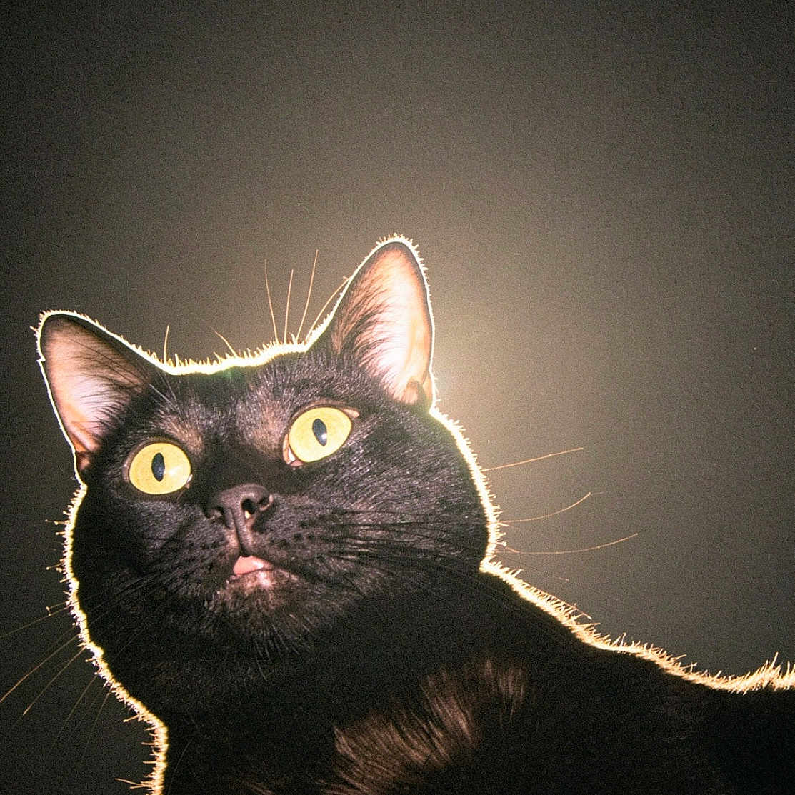 Binx Day joined the competition — help win amazing prizes! cat, black_cat, yellow_eyes, backlit, portrait, animal, pet, fur, whiskers, closeup, mystical, glowing_eyes, dark_background, domestic_cat, alert, cute, feline, no_humans, indoor, mammal