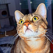 Moka participe au concours pour gagner de l'argent avec cette photo : cat, tabby, indoor, close_up, yellow_eyes, whiskers, fur, pet, animal, curious, face, portrait, love_text, heart, feline, domestic_cat, looking_up, cute, background, cozy
