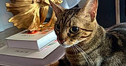 Moka a rejoint le concours — aidez-le/la à gagner de superbes lots ! cat, tabby_cat, indoor, table, wooden_table, sculpture, golden_fish, fan, books, decor, furniture, pet, animal, closeup, portrait, curious, relaxed, striped_fur, large_eyes, cozy