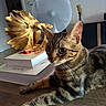 cat, tabby_cat, indoor, table, wooden_table, sculpture, golden_fish, fan, books, decor, furniture, pet, animal, closeup, portrait, curious, relaxed, striped_fur, large_eyes, cozy