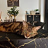 cat, tabby, green_eyes, table, tablecloth, black, gold, marble_pattern, plant, indoor, furniture, chair, cabinet, decor, painting, leopard, portrait, relaxed, animal, pet