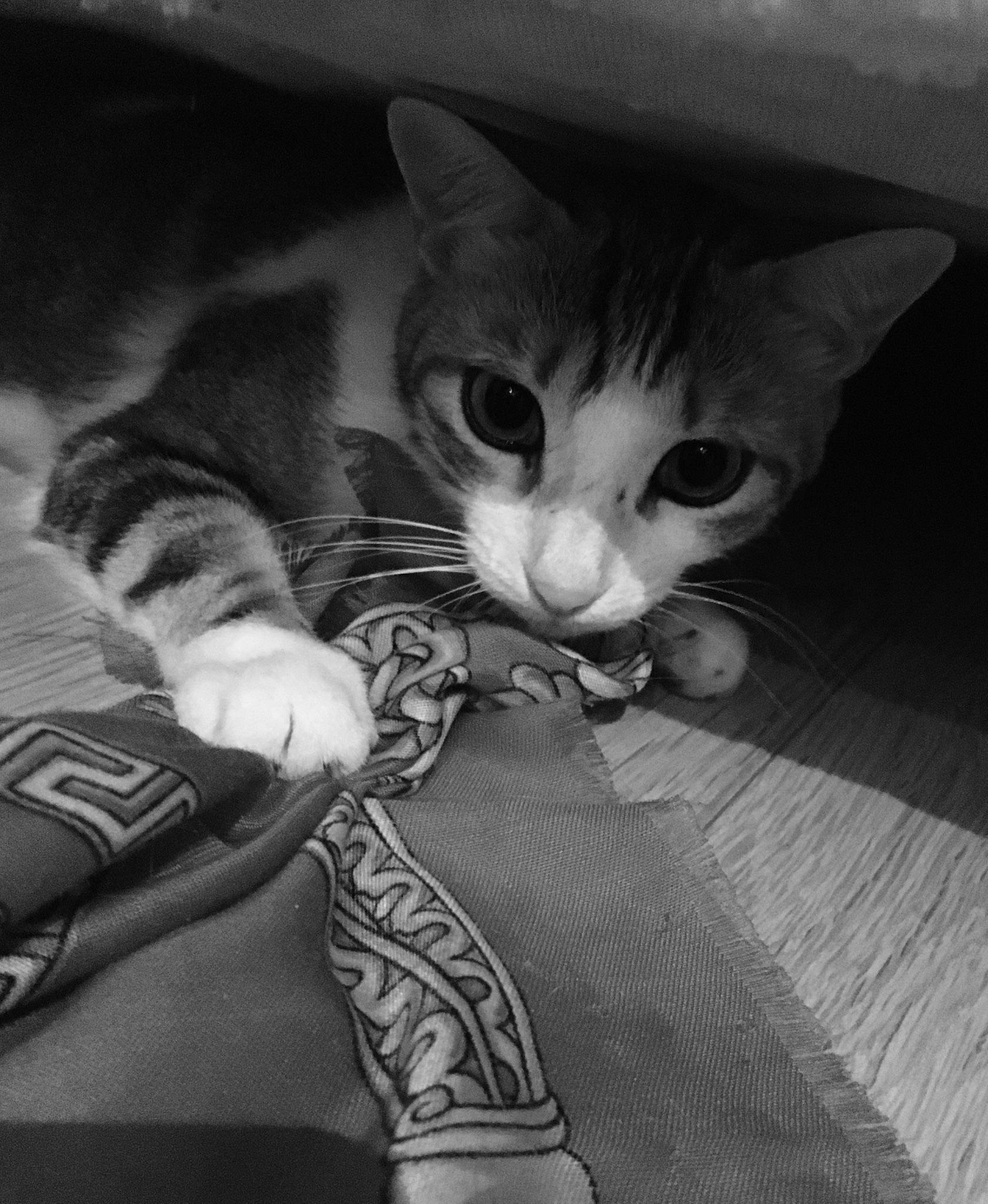 Daisy a rejoint le concours — aidez-le/la à gagner de superbes lots ! carnivore, cat, comfort, curious, domestic_short_haired_cat, felidae, fur, grey, kitten, laminate_flooring, small_to_medium_sized_cats, snout, vertebrate, whiskers, wood_flooring