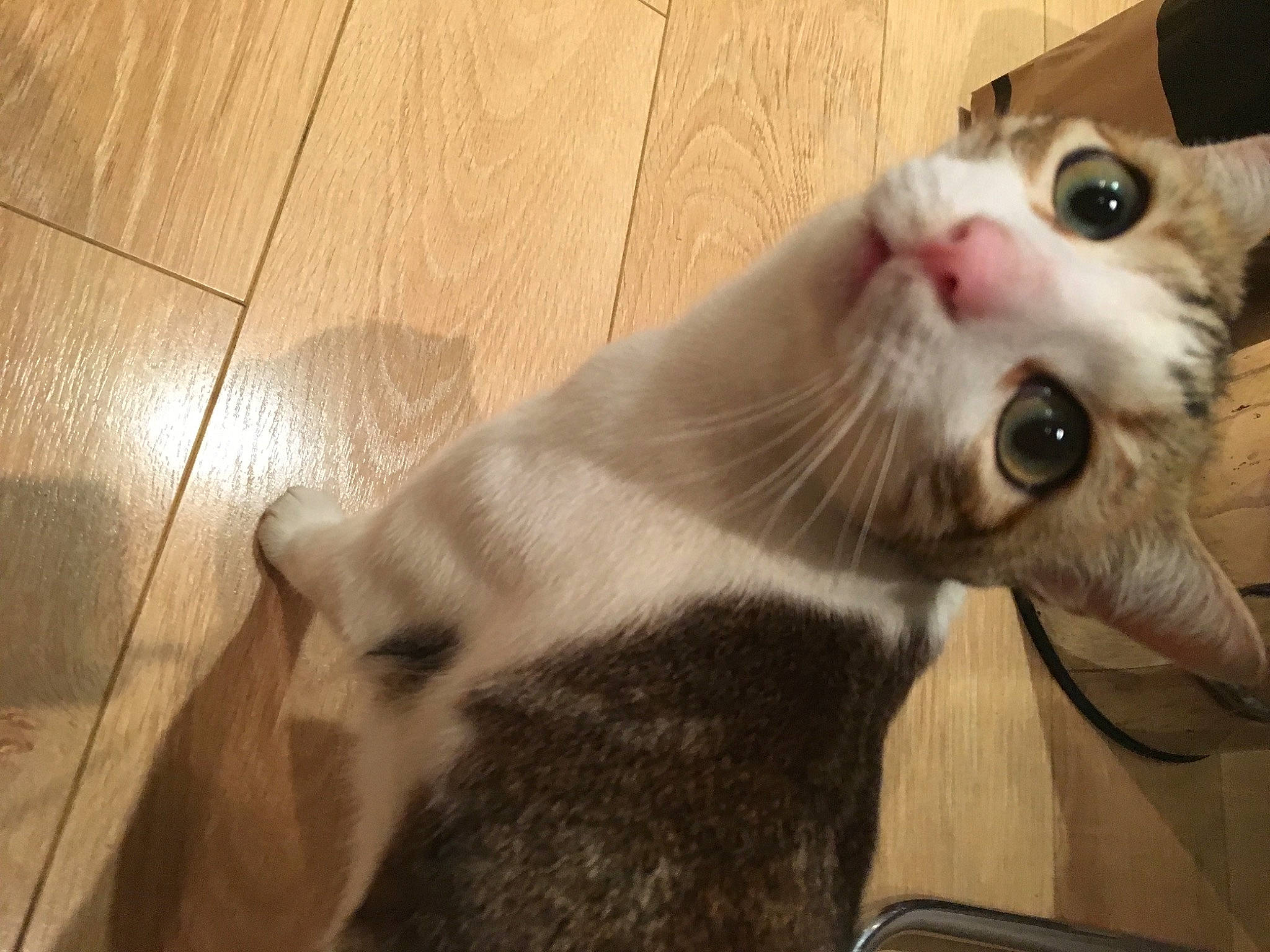 Daisy a rejoint le concours — aidez-le/la à gagner de superbes lots ! beige, carnivore, cat, collar, fawn, felidae, floor, flooring, fur, grey, hardwood, iris, small_to_medium_sized_cats, snout, terrestrial_animal, vertebrate, whiskers, wood, wood_flooring, wood_stain