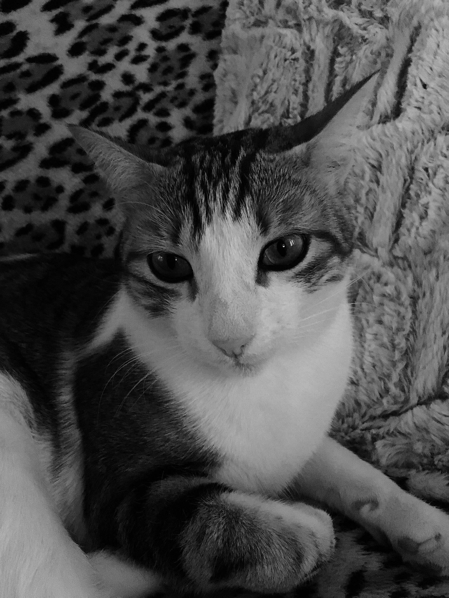 Daisy a rejoint le concours — aidez-le/la à gagner de superbes lots ! black_and_white, carnivore, cat, domestic_short_haired_cat, felidae, foot, fur, monochrome_photography, paw, small_to_medium_sized_cats, snout, tail, terrestrial_animal, vertebrate, whiskers, white
