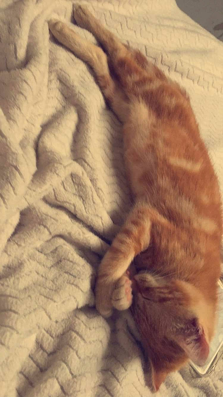 Quinquin participe au concours pour gagner de l'argent avec cette photo : british_shorthair, carnivore, cat, claw, european_shorthair, fawn, felidae, fur, nap, paw, skin, sleep, small_to_medium_sized_cats, snout, tail, textile, whiskers