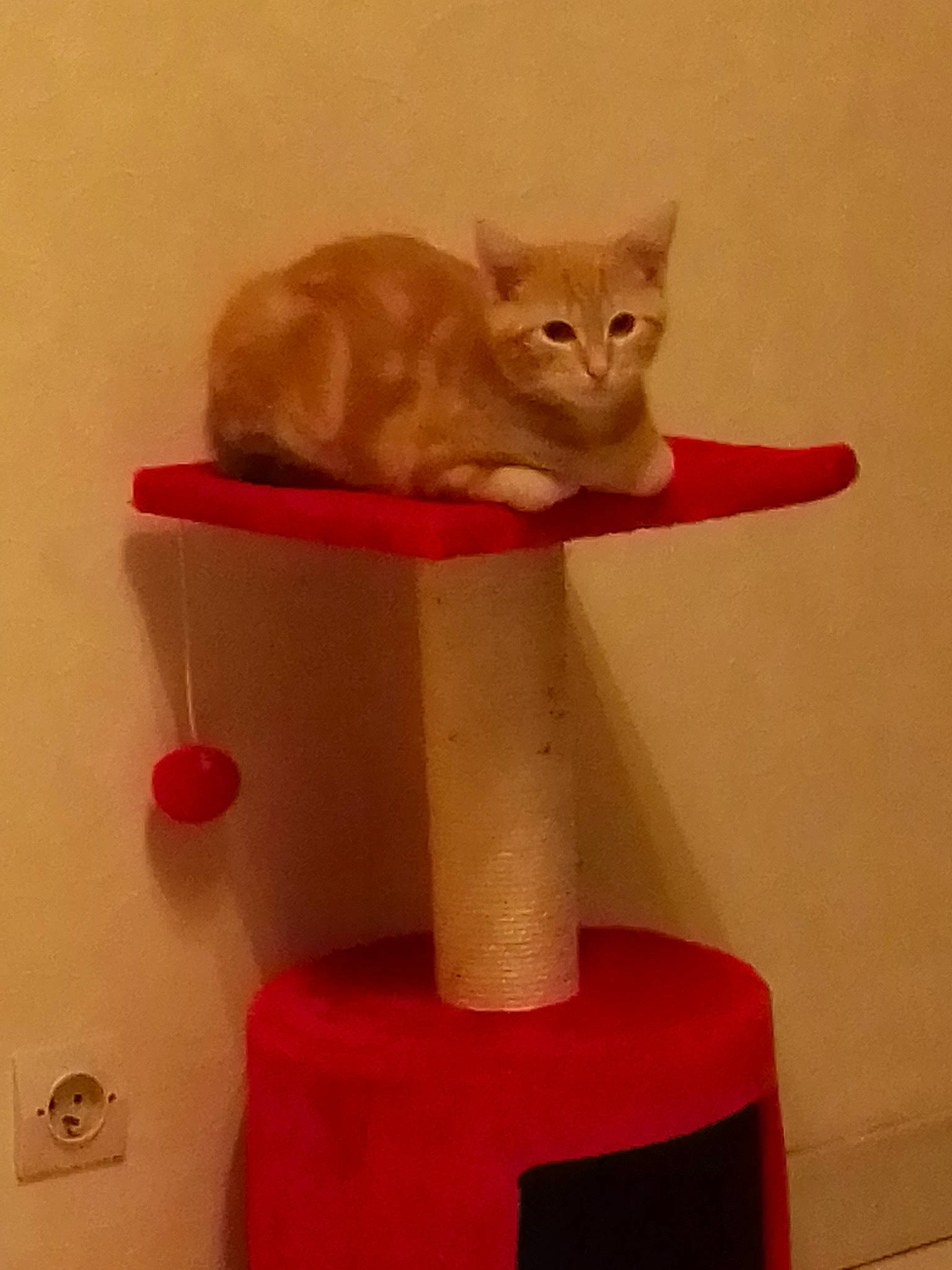 Quinquin a rejoint le concours — aidez-le/la à gagner de superbes lots ! asian, carnivore, cat, domestic_short_haired_cat, european_shorthair, fawn, felidae, kitten, small_to_medium_sized_cats, tail, whiskers