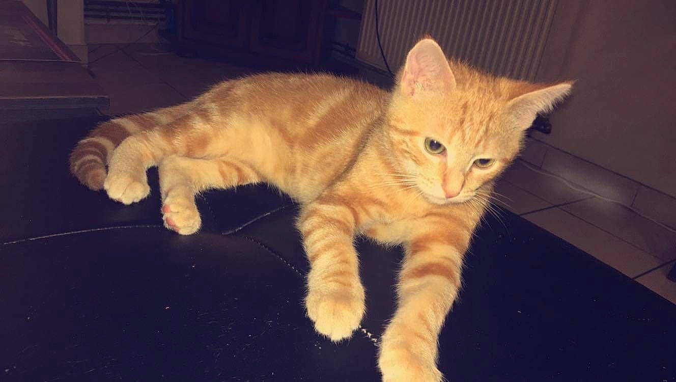 Quinquin participe au concours pour gagner de l'argent avec cette photo : arabian_mau, asian, australian_mist, carnivore, cat, claw, domestic_short_haired_cat, european_shorthair, eye, fawn, felidae, kitten, mammal, paw, polydactyl_cat, small_to_medium_sized_cats, tabby_cat, tail, vertebrate, whiskers