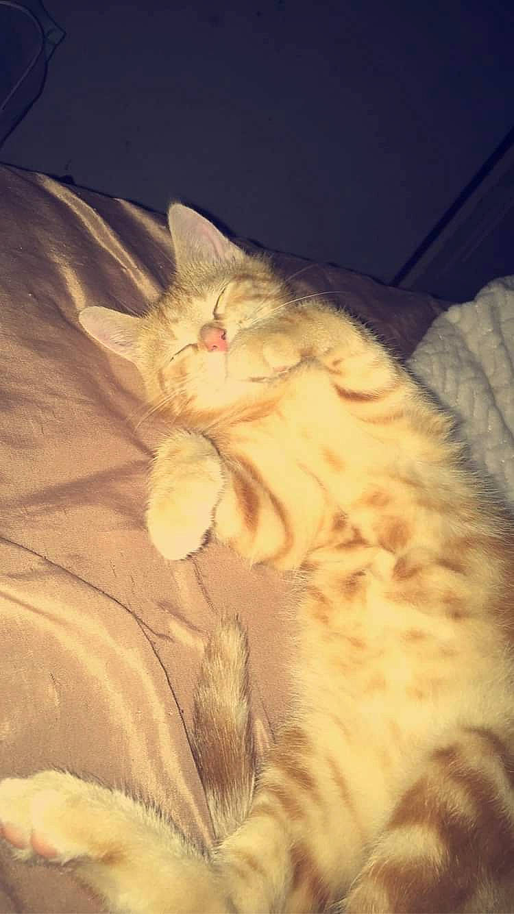 Quinquin participe au concours pour gagner de l'argent avec cette photo : asian, burmilla, carnivore, cat, domestic_long_haired_cat, fawn, felidae, fur, kitten, nap, sleep, small_to_medium_sized_cats, tail, turkish_angora, turkish_van, whiskers