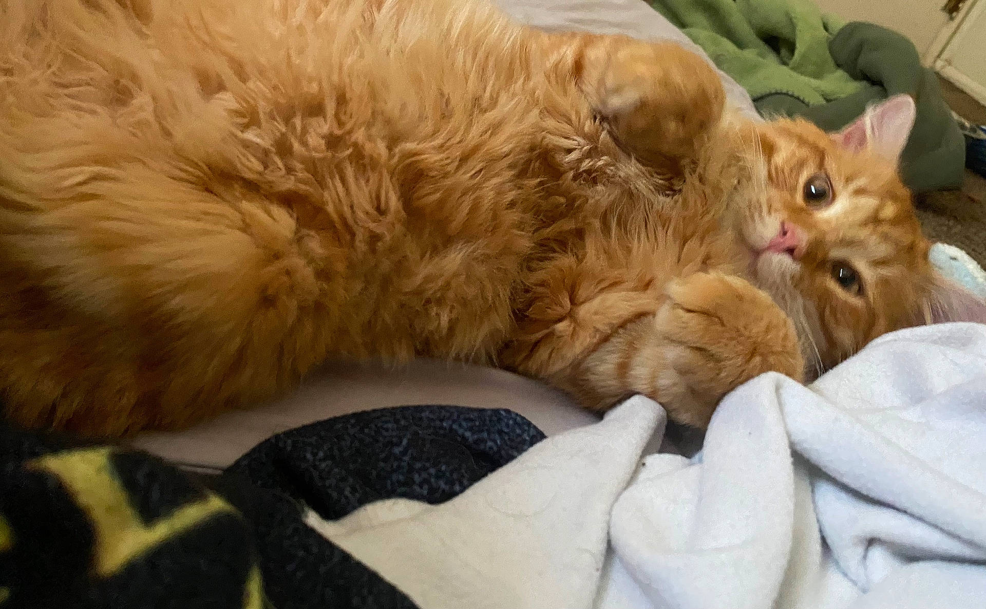 Garfield is registered to the contest to win money with this photo: animal, bedroom, blanket, cat, cozy, curious, cute, domestic, feline, fluffy, fur, household, indoor, lying_down, orange_tabby, pet, pink_nose, relaxed, soft, whiskers