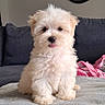 Blubay participe au concours pour gagner de l'argent avec cette photo : adorable, blanket, clock, couch, cute, dog, fluffy, fur, home, indoor, living_room, pet, pink_accessory, portrait, puppy, sitting, small_dog, sofa, tongue_out, white_dog