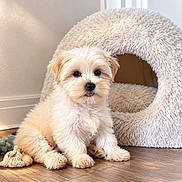 Blubay participe au concours pour gagner de l'argent avec cette photo : adorable, black_nose, cozy, cream_colored, cute, dark_eyes, dog, fluffy, home_decor, indoor, long_hair, pet, pet_bed, plush, portrait, puppy, sitting, small_dog, tongue, wood_floor