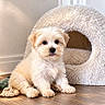 adorable, black_nose, cozy, cream_colored, cute, dark_eyes, dog, fluffy, home_decor, indoor, long_hair, pet, pet_bed, plush, portrait, puppy, sitting, small_dog, tongue, wood_floor