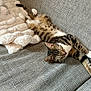 Scott a rejoint le concours — aidez-le/la à gagner de superbes lots ! cat, tabby_cat, sleeping, couch, blanket, indoor, pet, feline, relaxing, cozy, fur, whiskers, paw, striped, resting, domestic_animal, home, comfortable, soft, animal